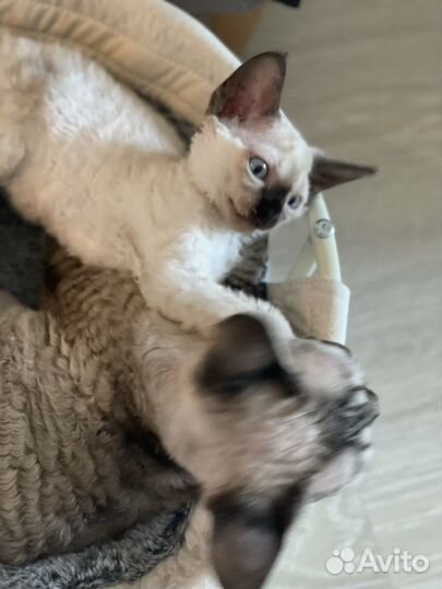 Котята девон-рекс