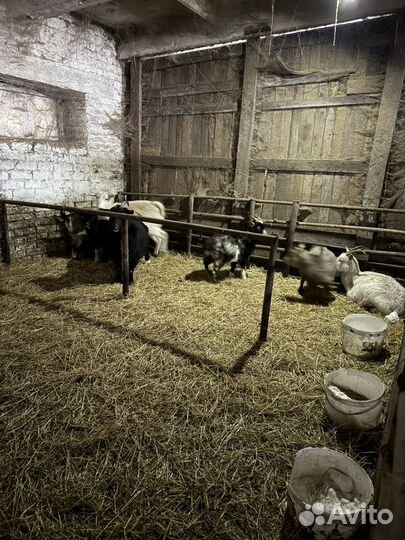 Продам козу