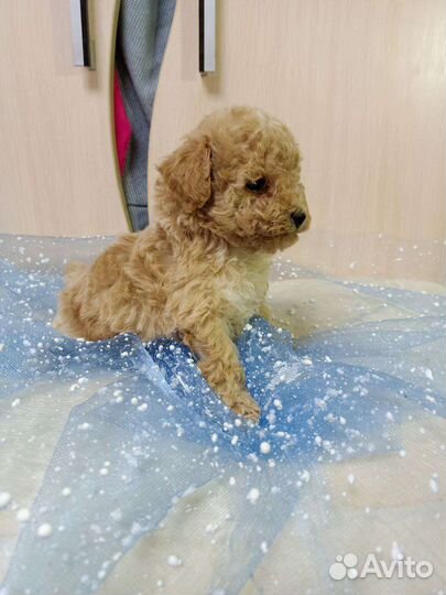 Мальтипу ребятки мини беби фейс