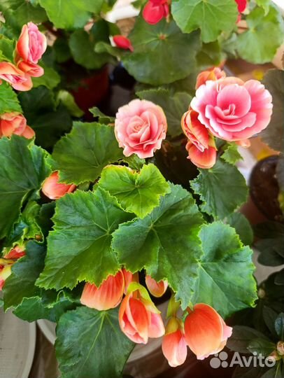 Бегония элатиор