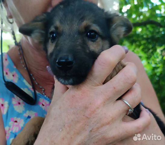 Собака в добрые руки отдам бесплатно