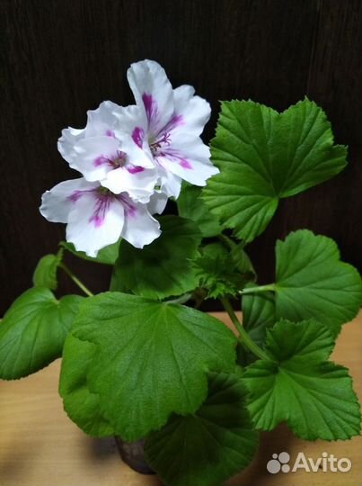 Королевская пеларгония