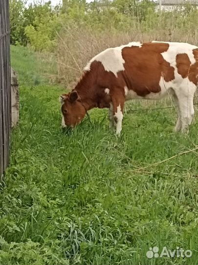 Тëлочка 10 месяцев