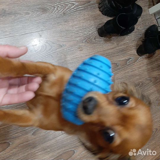 Русский длинношерстный той