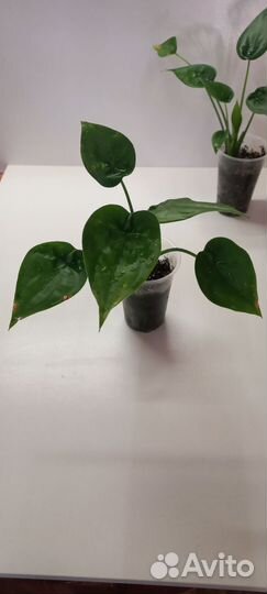 Алоказия кукулата