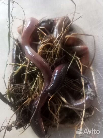 Червь выползок