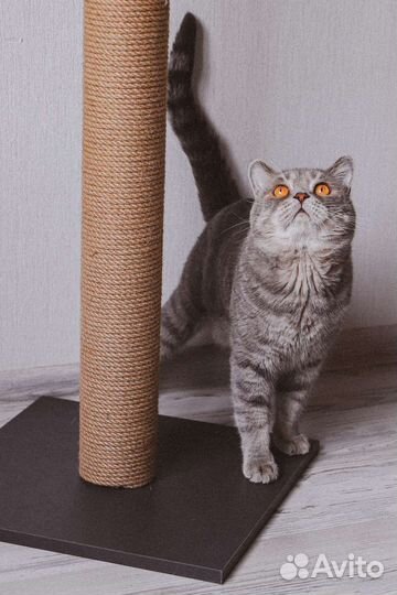 Когтеточка