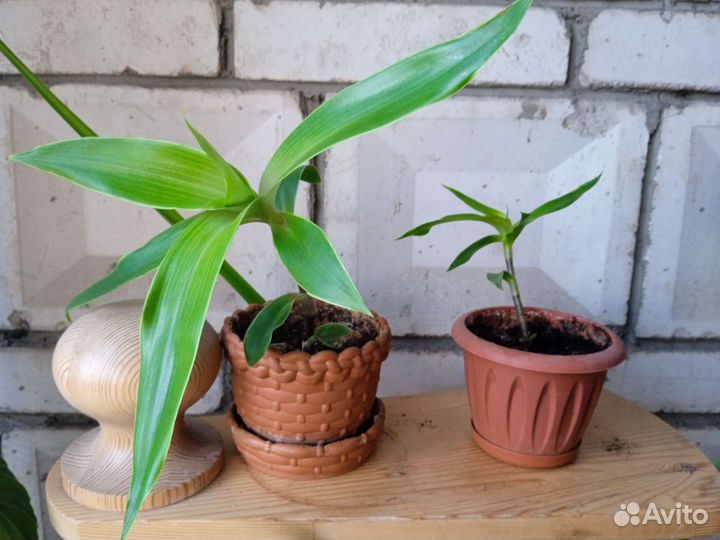 Золотой ус, укорененные черенки