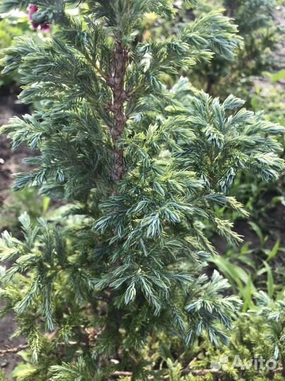 Кипарисовик Булевард