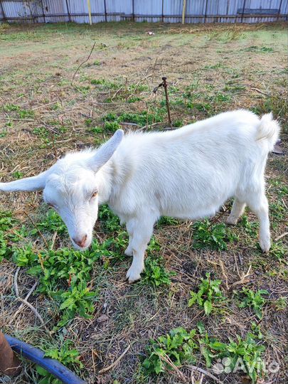 Коза нубийская