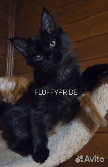 Мейн-кун котята. Питомник fluffypride