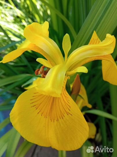 Растения для сада и дома