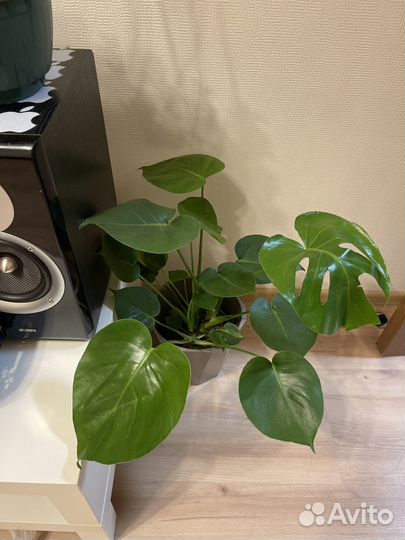 Растение Монстера