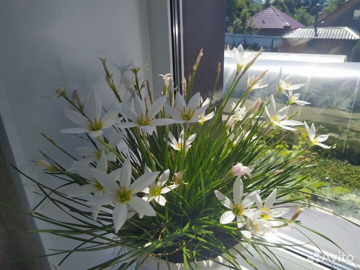 Комнатные цветы