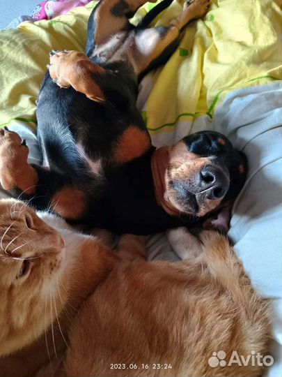 Передержка собак и кошек