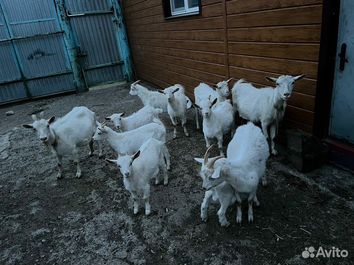 Зааненские козы-дойные