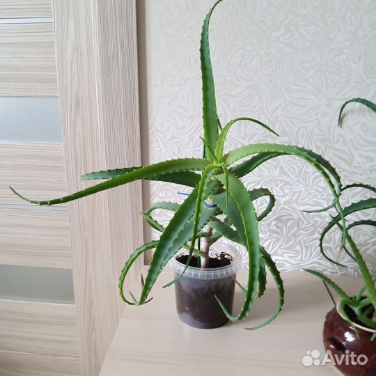 Алоэ лечебный