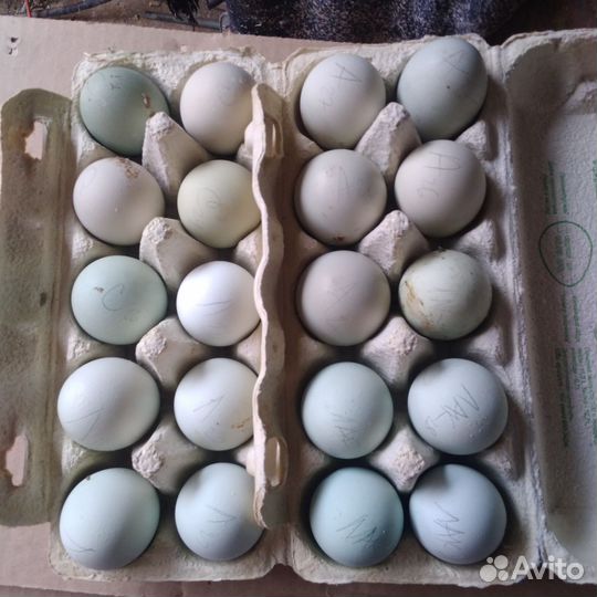 Легбар, Амераукана, Синь дянь, Брама, Голошейка