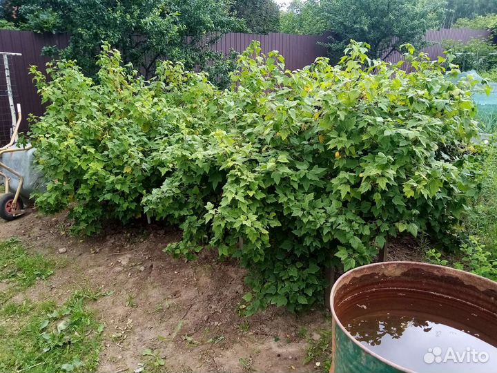 Черная смородина ягода