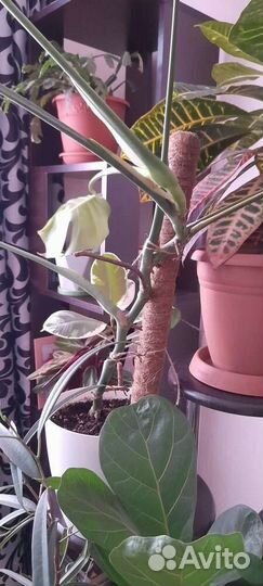 Опора кокосовая 45 и 100 см