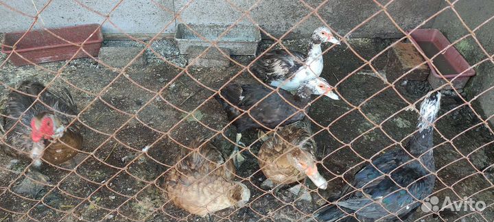 Гуси, утки, индюки