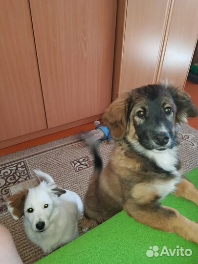 Собака в добрые руки