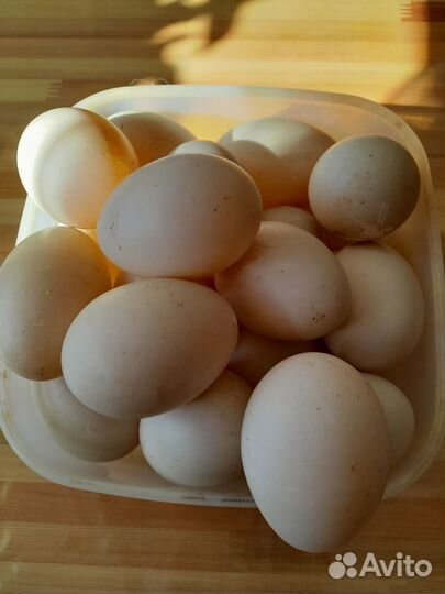 Яйца утинные