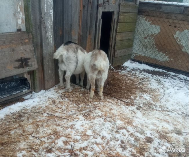 Козлики на племя