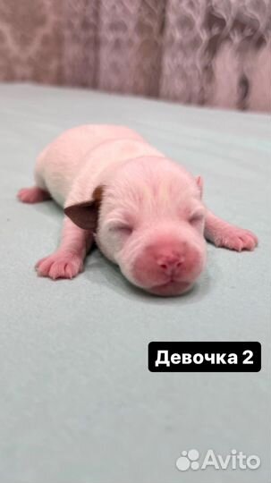 Джек Рассел терьер