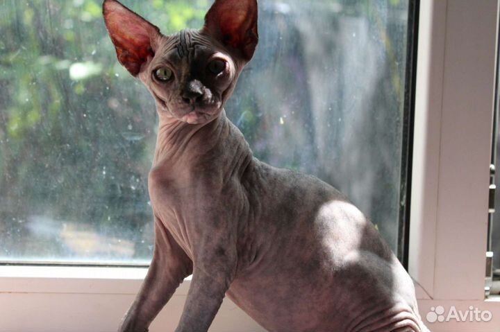 Канадский сфинкс