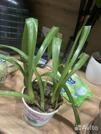 Гиппеаструм