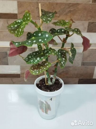 Бегония Макулата