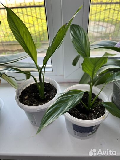 Спатиффилум