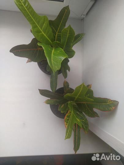 Кодиеум кротон