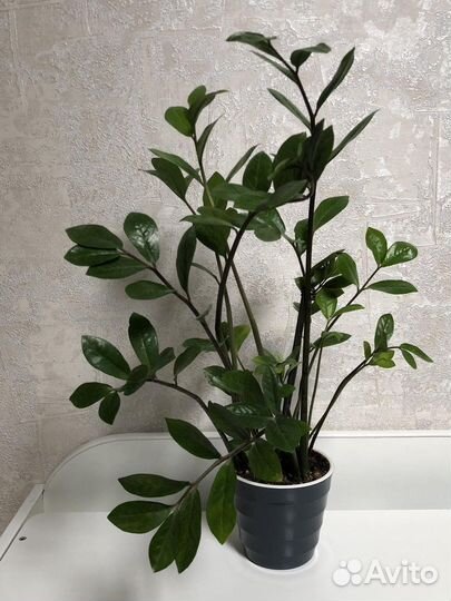 Цветок Замиокулькас