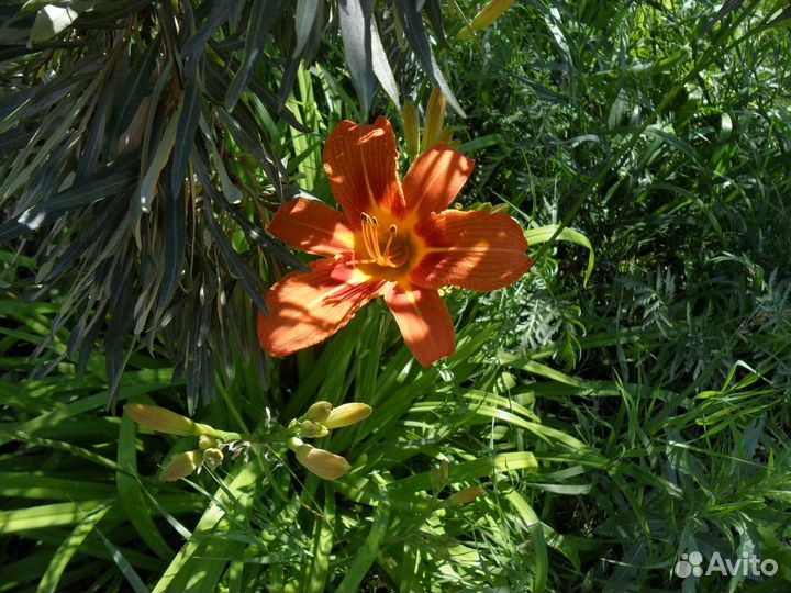 Многолетники для сада и клумб, разные виды лука