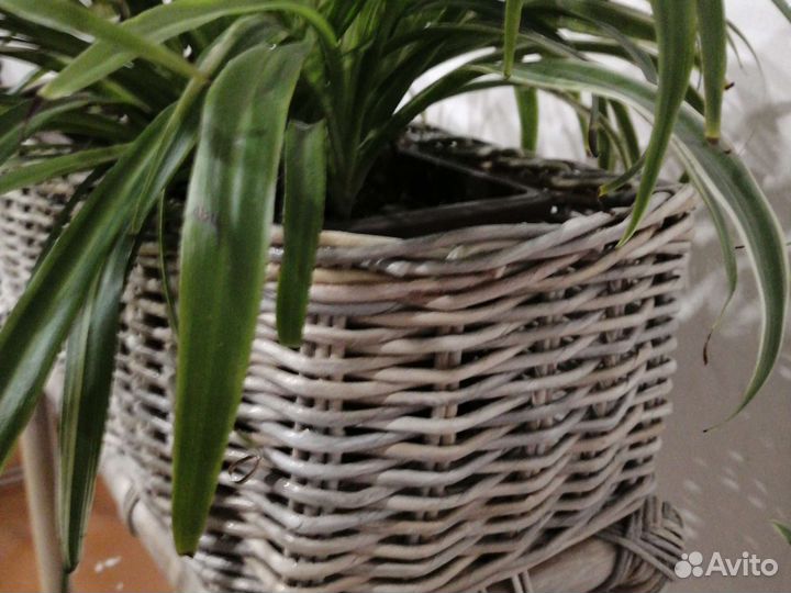 Жардиньерка бумажная лоза