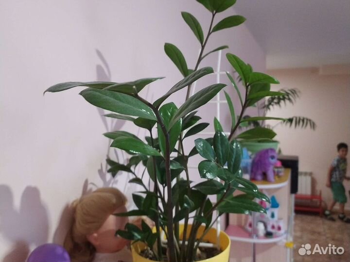 Замиокулькас растение комнатное