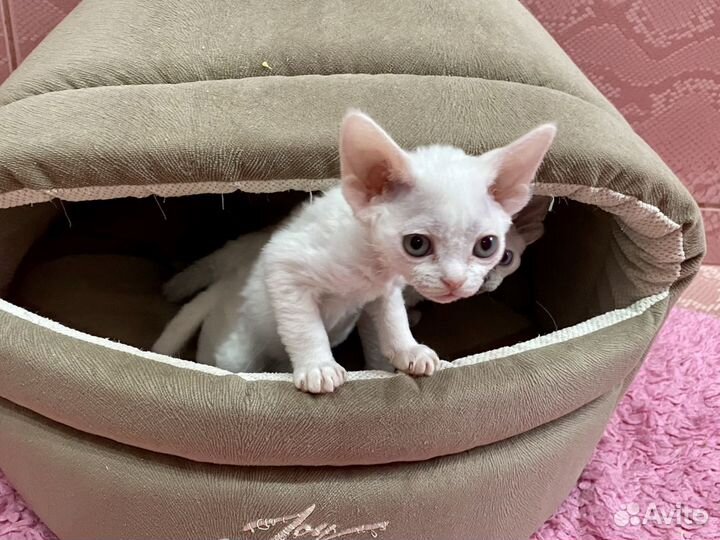 Девон-рекс кошечки в лукошечке