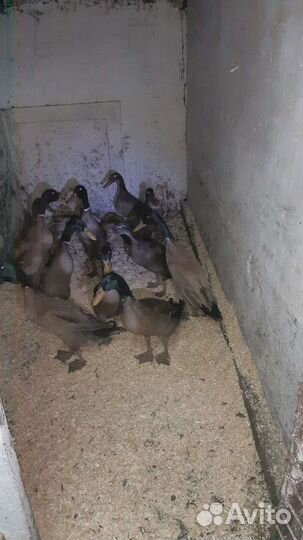 Семья индийский бегунок