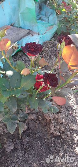 Кустовые розы
