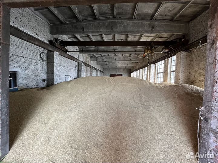 Зерно ячмень