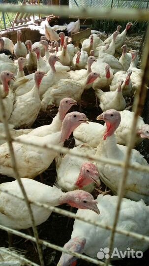 Индюки подрощенные