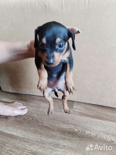 Цвергпинчер