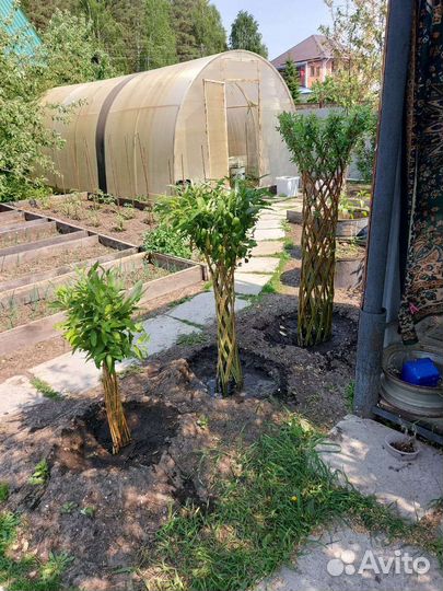 Ива плетеная 