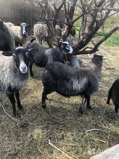 Романовские овцы