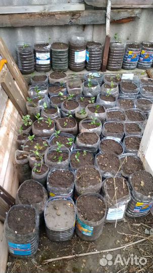 Саженцы фисташки морозостойкие