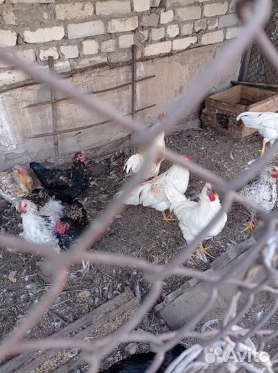 Молодые петушки