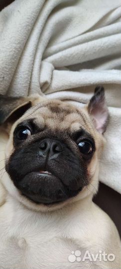 Мопс