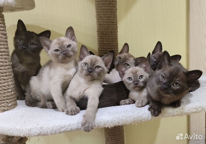 Котята Европейской бурмы